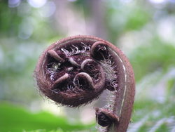 exotic Australian plant