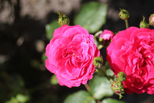 exotic pink rose - free image