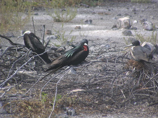 family of magnificent frigate birds - free image