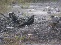 family of magnificent frigate birds