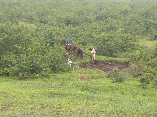 farmer with his animals - free image