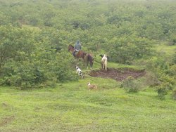 farmer with his animals