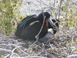 father friget and his infant