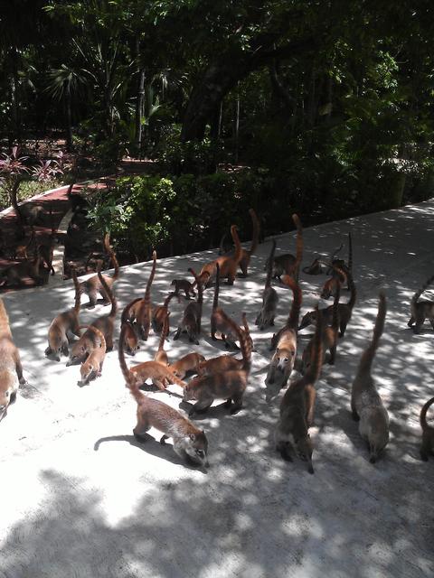 features of coatis - free image
