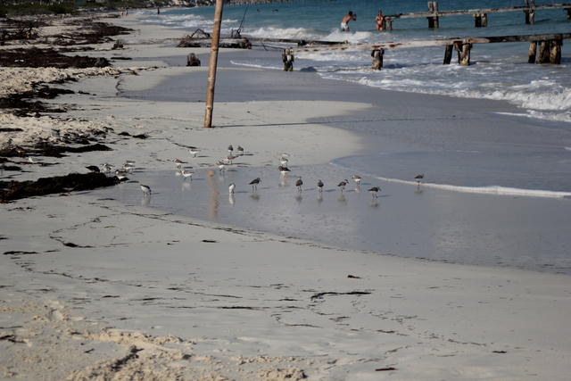 feeding sea gulls - free image