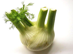 Fennel