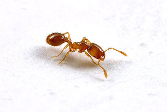 Field ant - free image