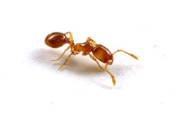 Field ant