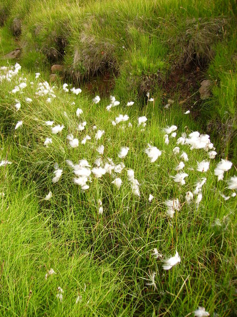 Field of cotton grass - free image