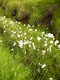 Field of cotton grass