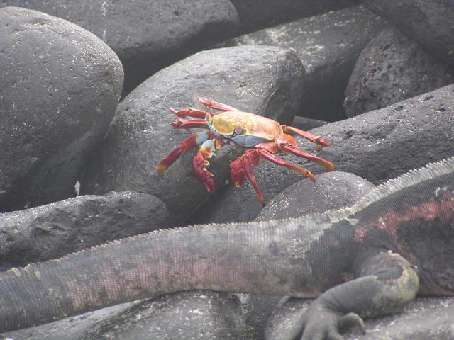 fierce crab - free image