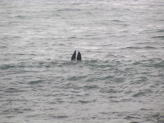 fins of a sea lion - free image