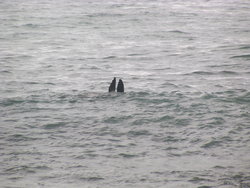 fins of a sea lion