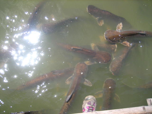 Fishes - free image