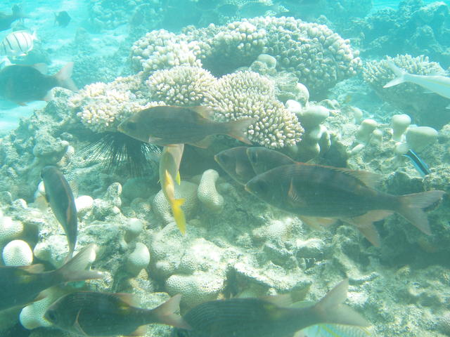Fishes and coral - free image