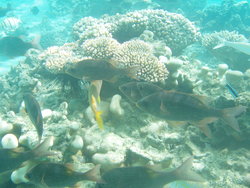 Fishes and coral