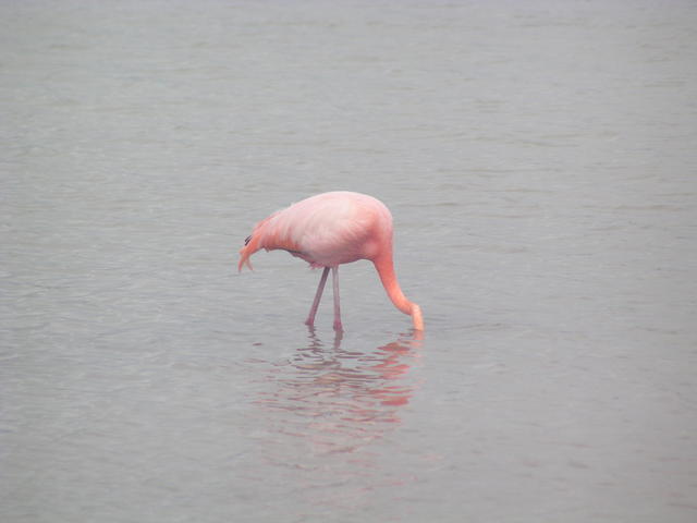 Flamingo - free image