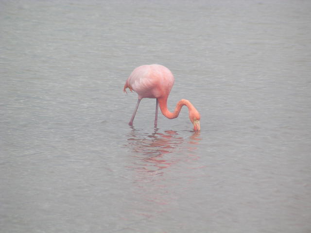 flamingo - free image