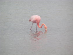 flamingo