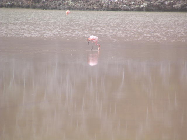 Flamingoes - free image