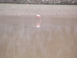 Flamingoes