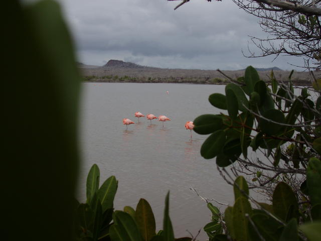 Flamingos sleeping - free image