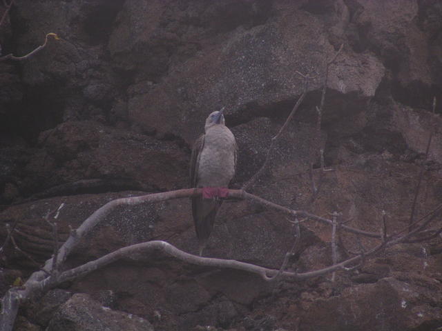 Flightless Cormorant - free image