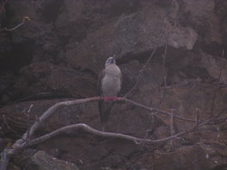 Flightless Cormorant