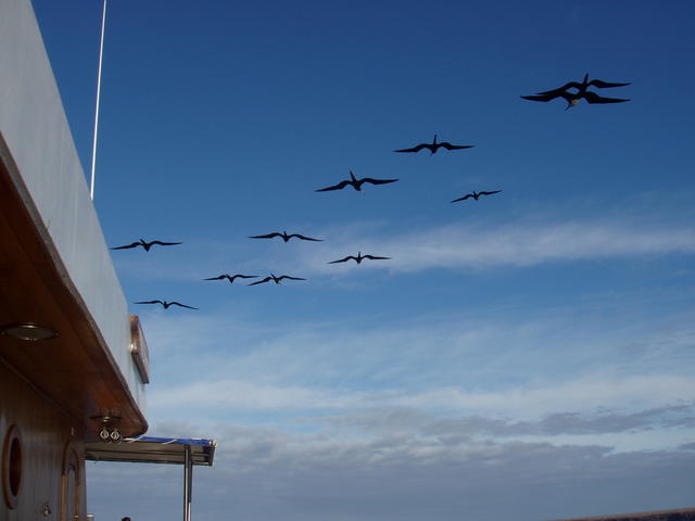 flock of frigates - free image
