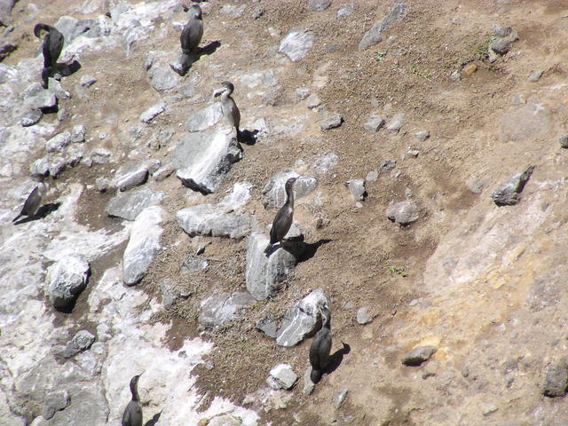 flock of pied shags - free image