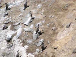 flock of pied shags