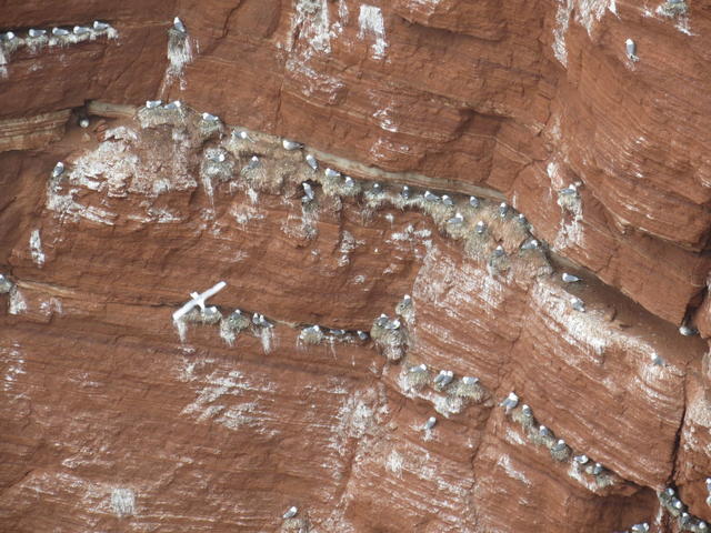 flock of sea gull - free image