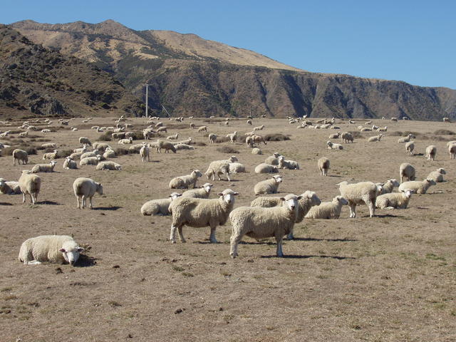flock of sheep - free image