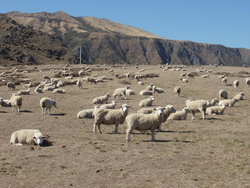 flock of sheep