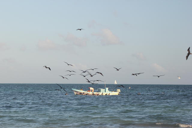 flocking over the sky - free image