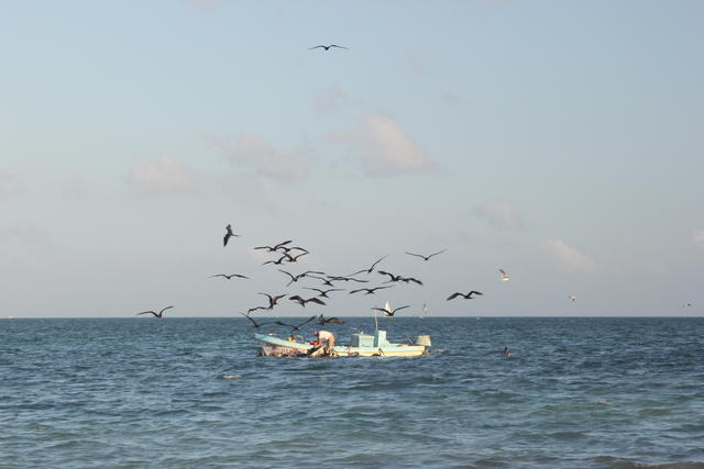 flocking sea gulls - free image