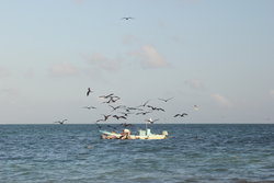 flocking sea gulls