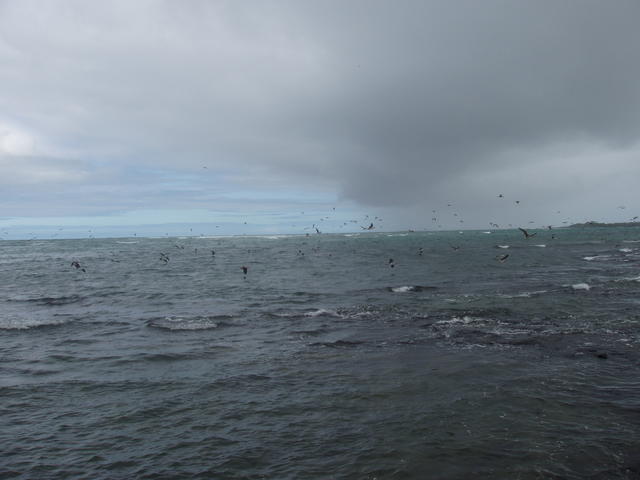 Flocks of pelican - free image