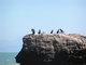 Flocks of sea bird.