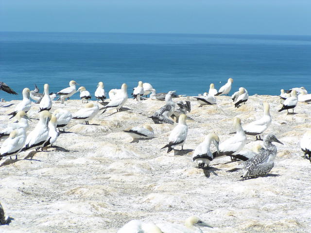 Flocks of  sea bird - free image