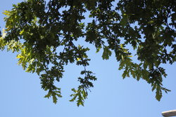 flourishing green tree