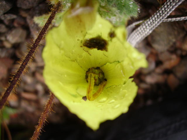 flower as food - free image