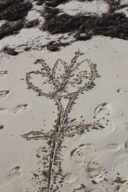 flower on sand - free image