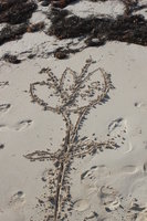flower on sand