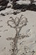 flower on sand