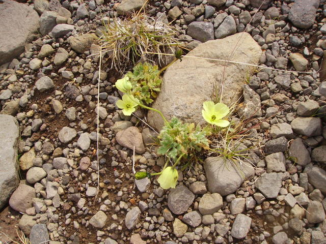 Flowers in stones - free image