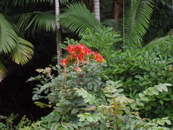 Flowers in the plant