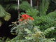 Flowers in the plant