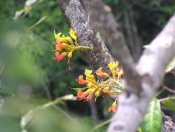 Flowers in the trunk