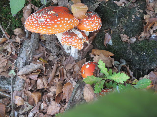 fly agaric - free image